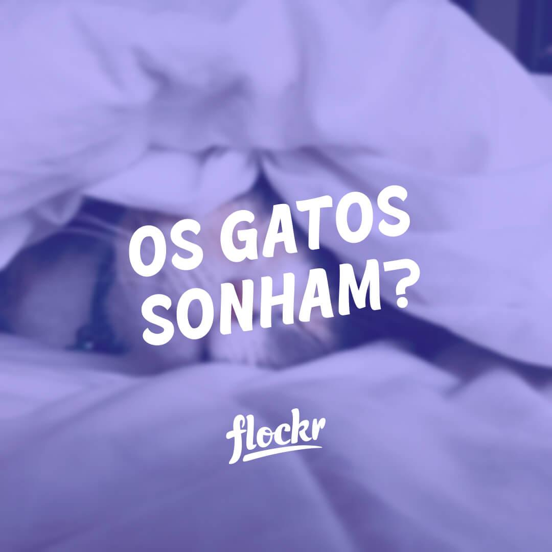 Os gatos sonham?