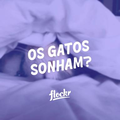 Os gatos sonham?