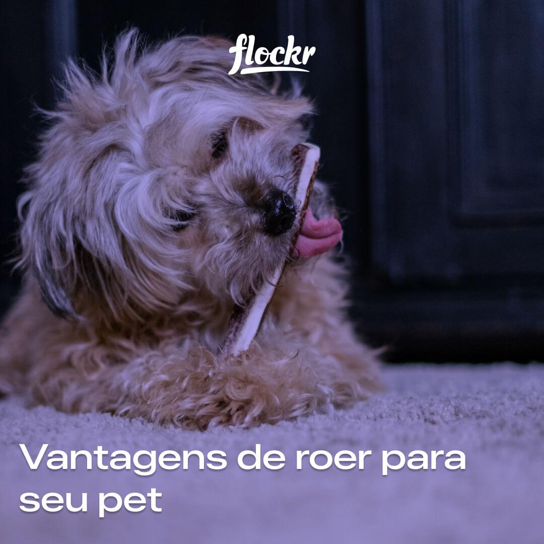 Vantagens de roer para seu pet