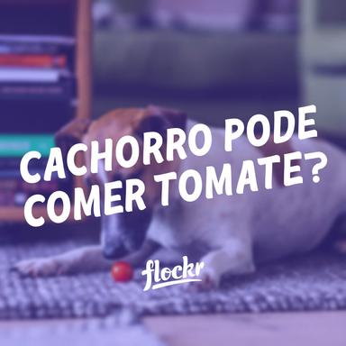 Cachorro Pode Comer Tomate?
