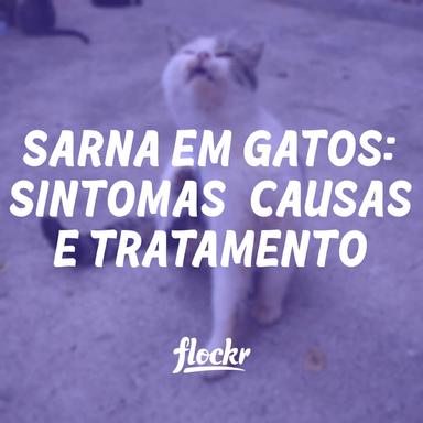 Sarna em Gatos: Sintomas, Causas e Tratamento