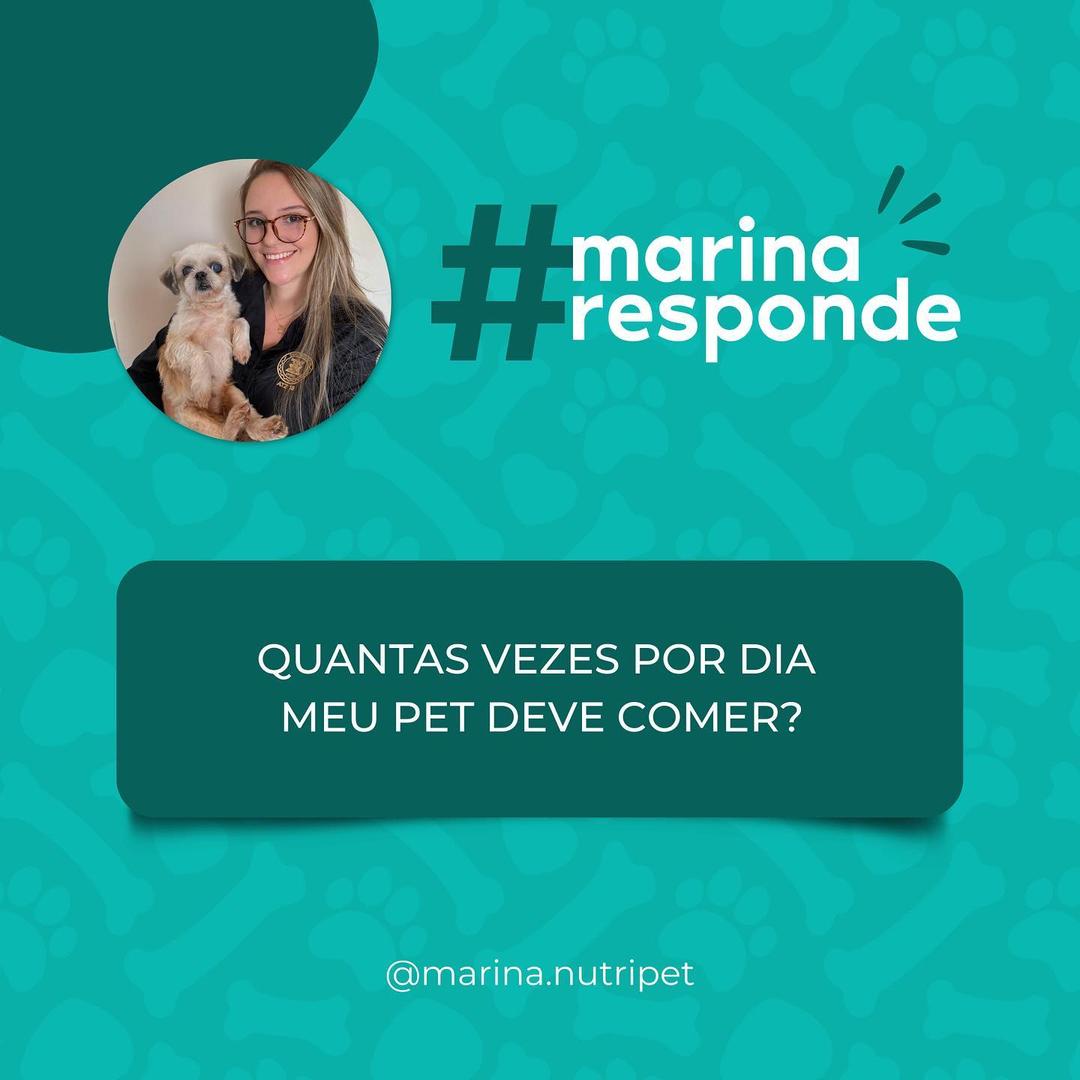 Quantas vezes por dia meu pet deve comer?