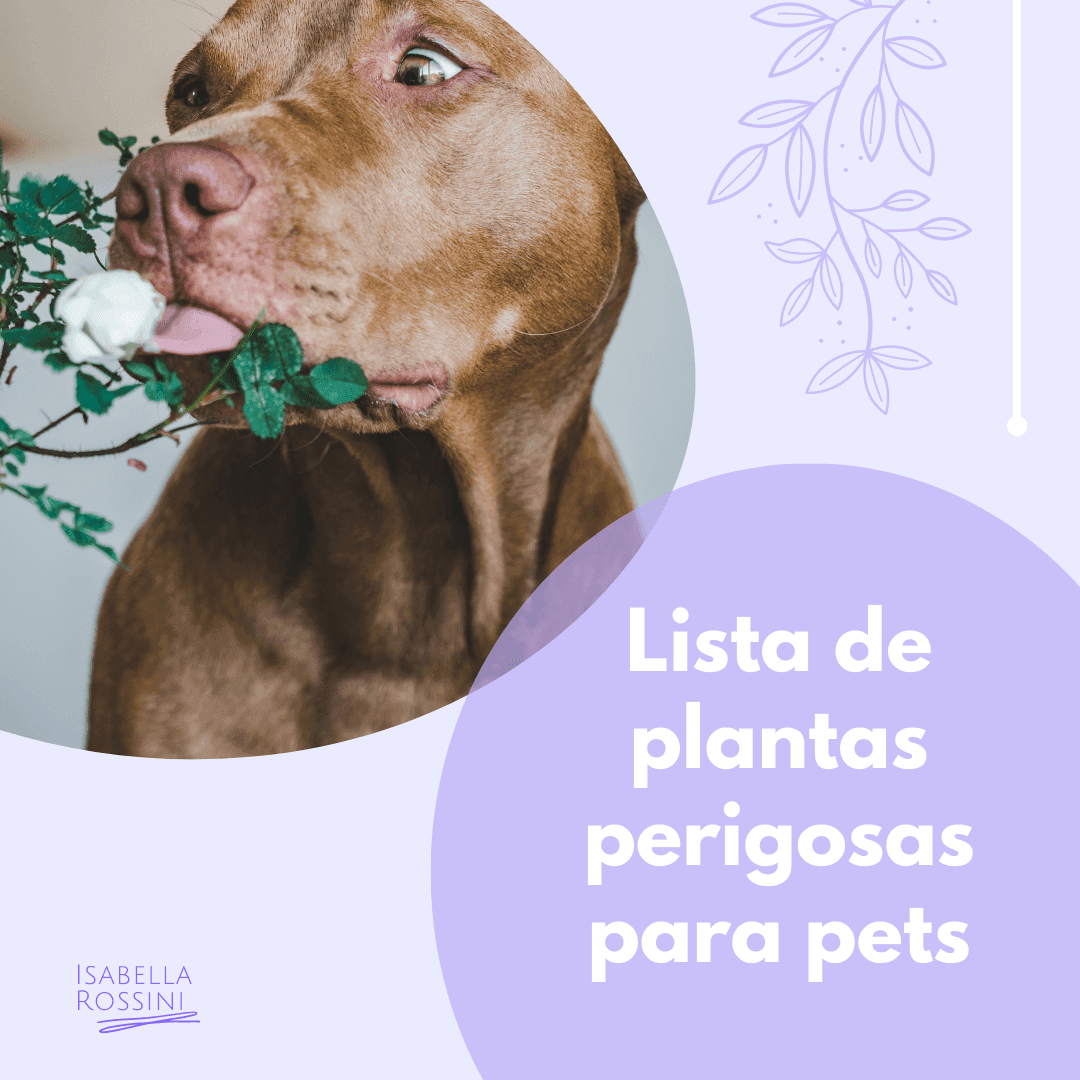 Quais são as plantas perigosas para pets?