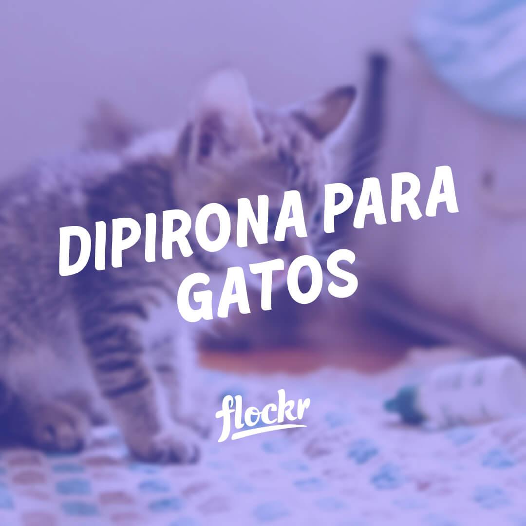 Dipirona para Gatos: O Que Você Precisa Saber