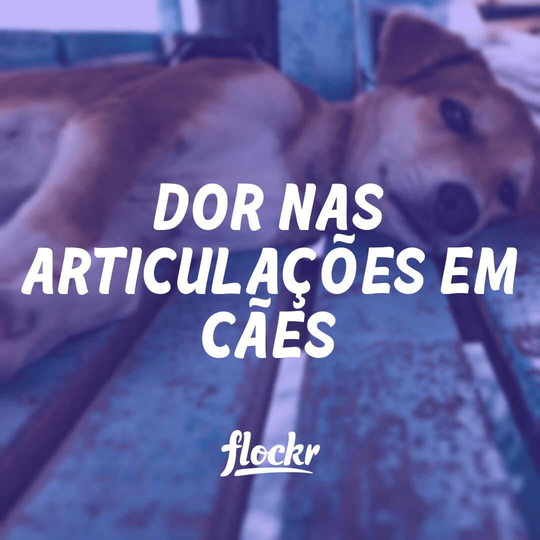 Dor nas Articulações em Cães: Causas, Sintomas e Tratamentos