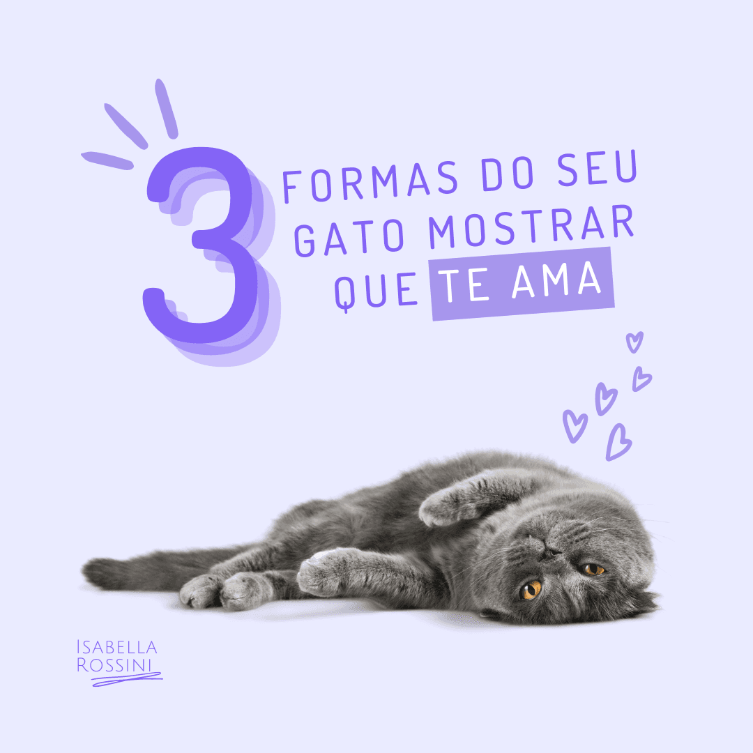 3 formas do seu gato mostrar que te ama