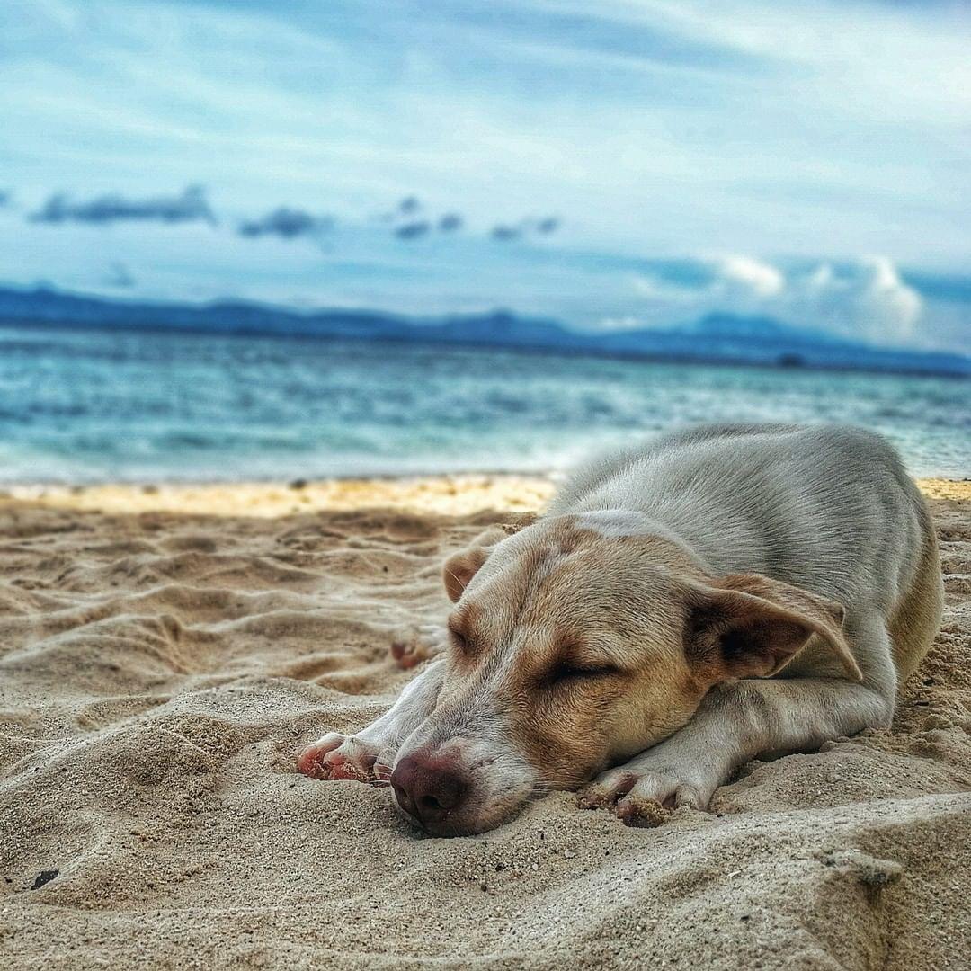 Principais doenças que acometem os pets no verão