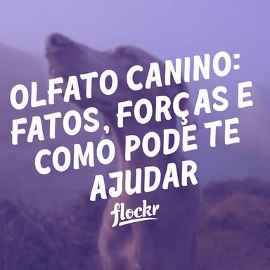 Olfato Canino: Fatos, forças e como pode te ajudar