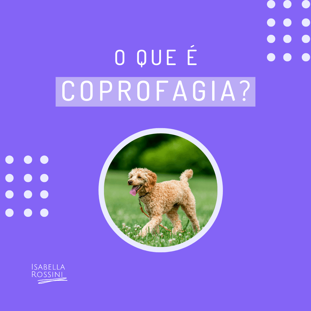 Você sabe o que é coprofagia?