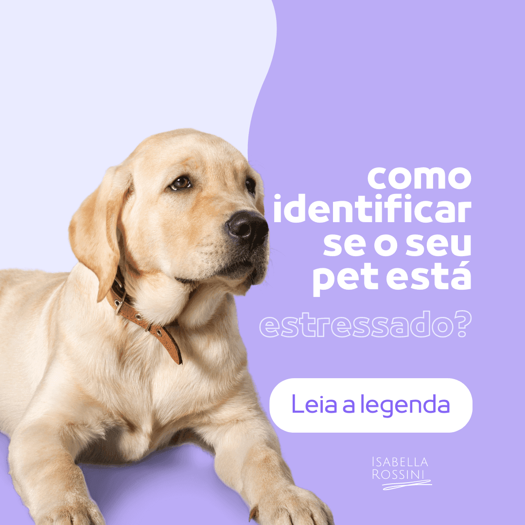 Como identificar se meu pet está estressado?