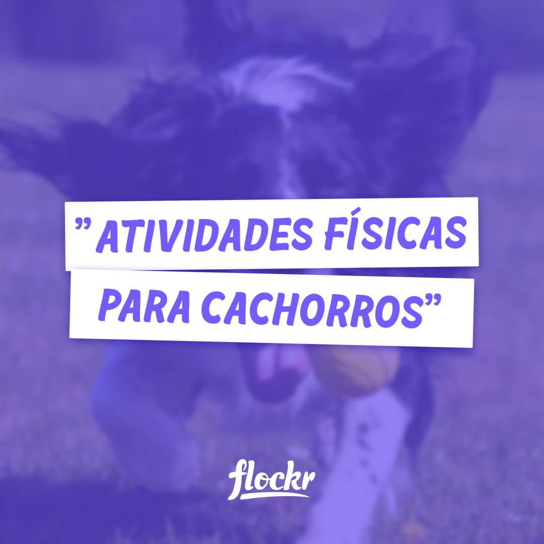 Atividades físicas para cachorros