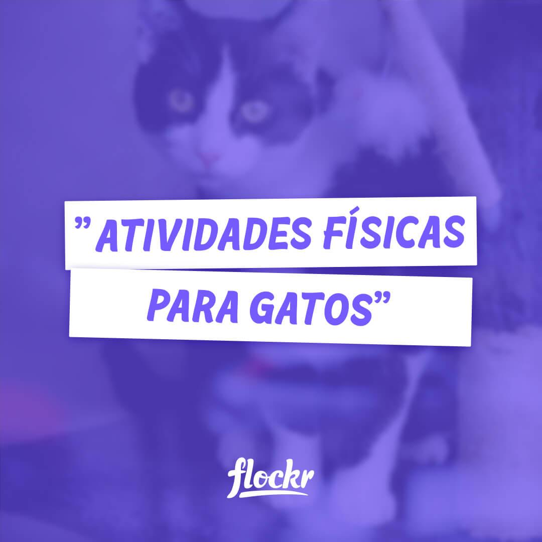 Atividades físicas para gatos