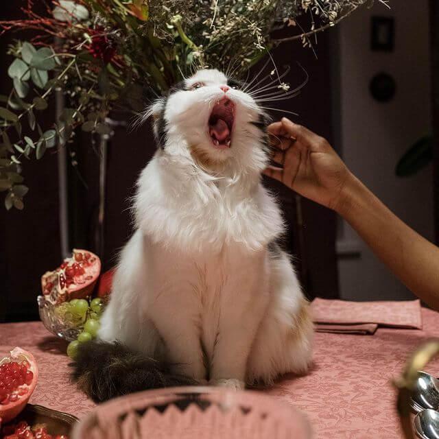 Já parou para imaginar como é o choro dos felinos? 🤔 😿