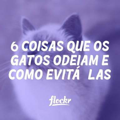 6 coisas que os gatos odeiam e como evitá-las