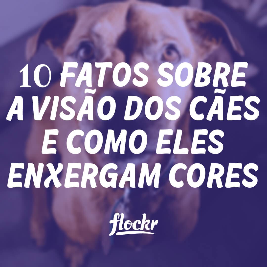 10 Fatos Sobre a Visão dos Cães e Como Eles Enxergam Cores