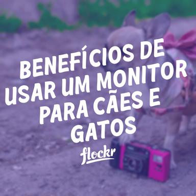 Benefícios de usar uma câmera monitor para cães e gatos