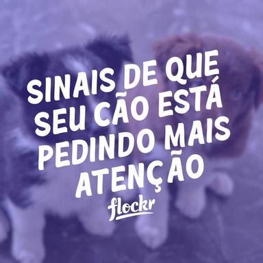 Sinais de que Seu Cão Está Pedindo Mais Atenção: Como Entender e Responder