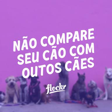 Não compare seu cão com outos cães