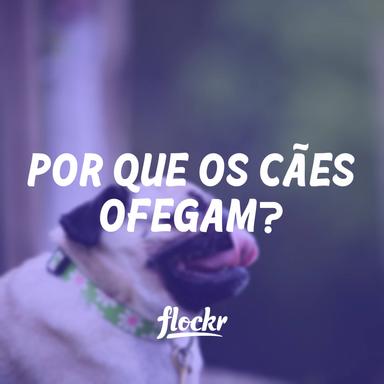 Por que os cães ofegam? + Como saber se é demais