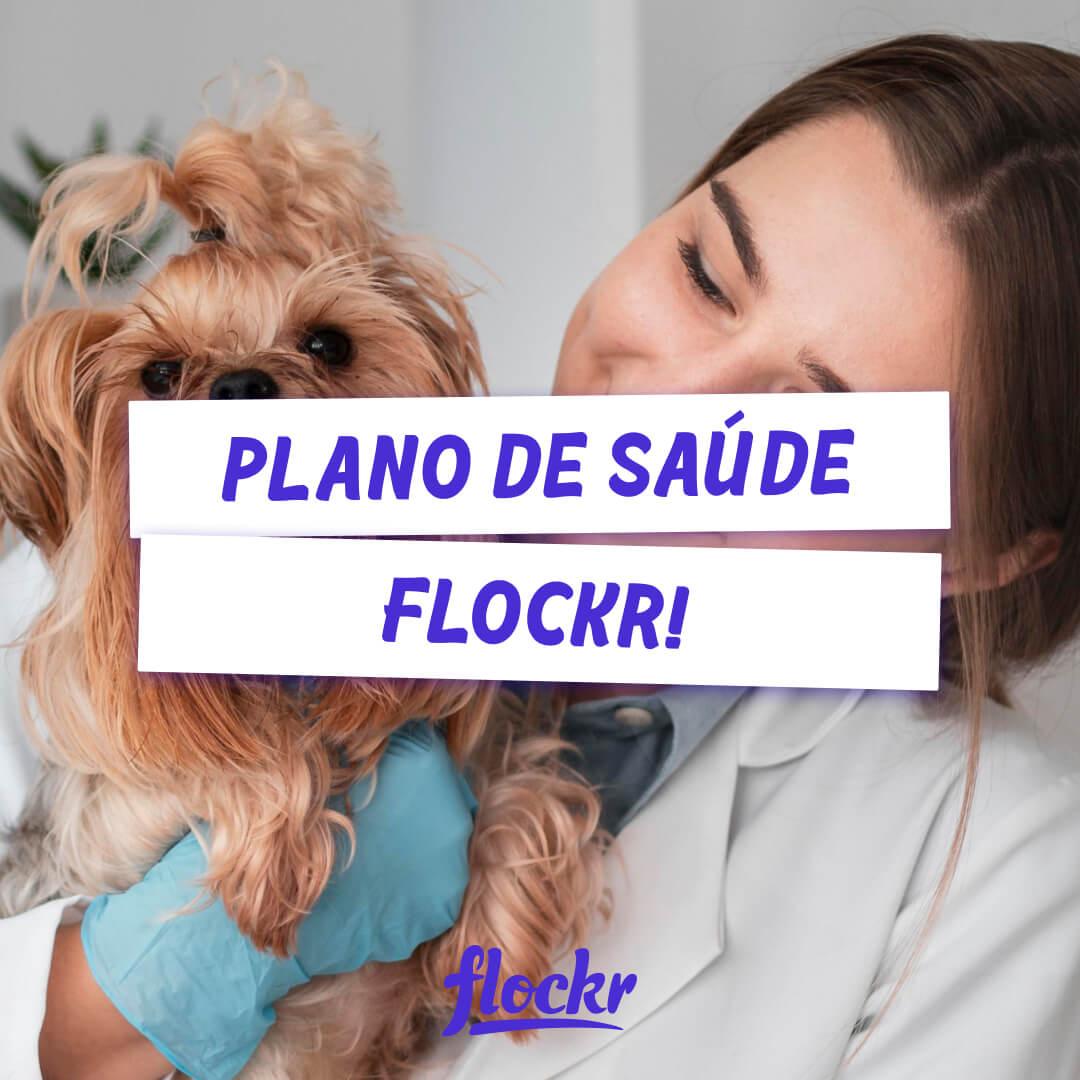Flockr lança Plano de Saúde Pet