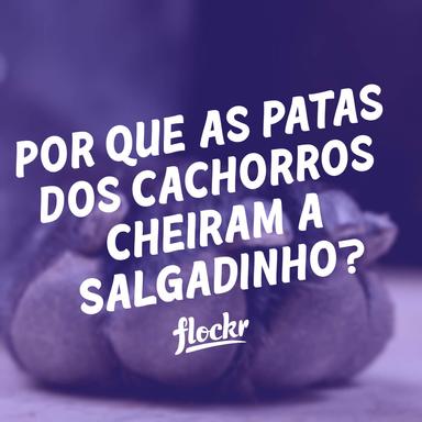 Por Que as Patas dos Cachorros Cheiram a Salgadinho?