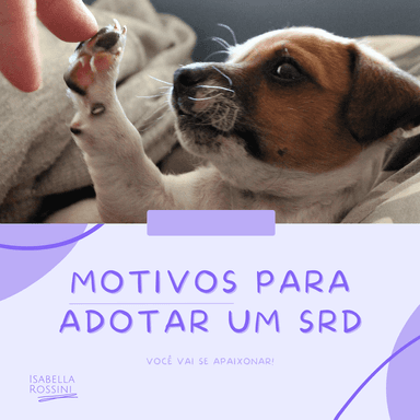 Motivos para adotar um SRD