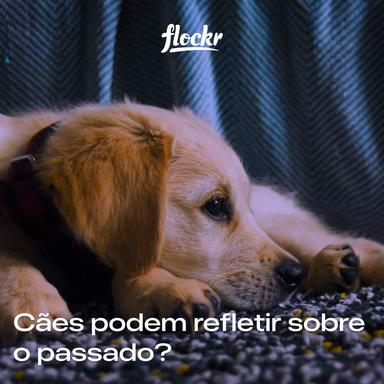 Cães podem refletir sobre o passado?