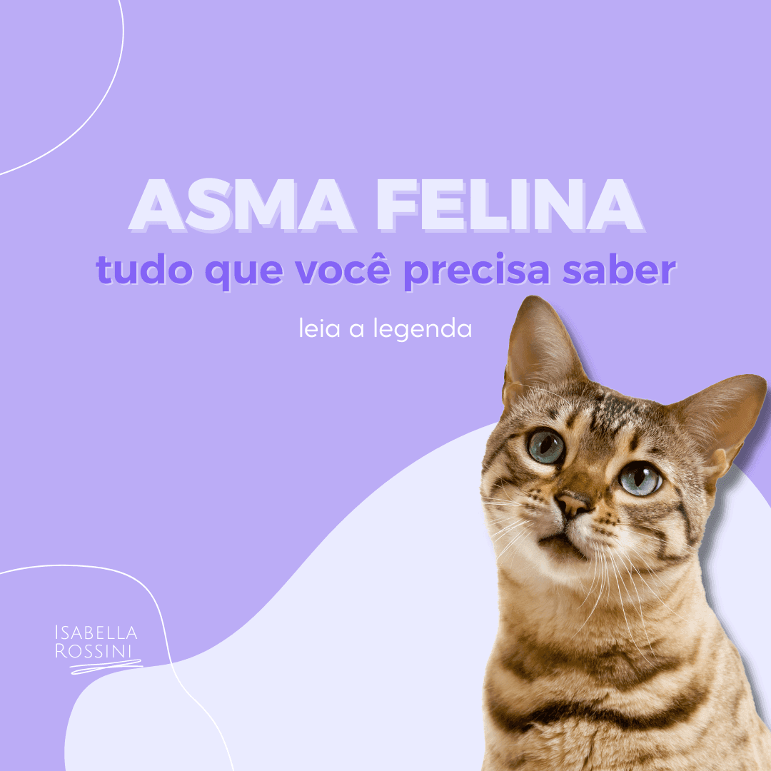 Tudo o que você precisa saber sobre Asma Felina