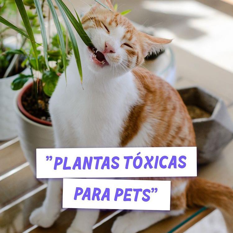 Plantas tóxicas para pets