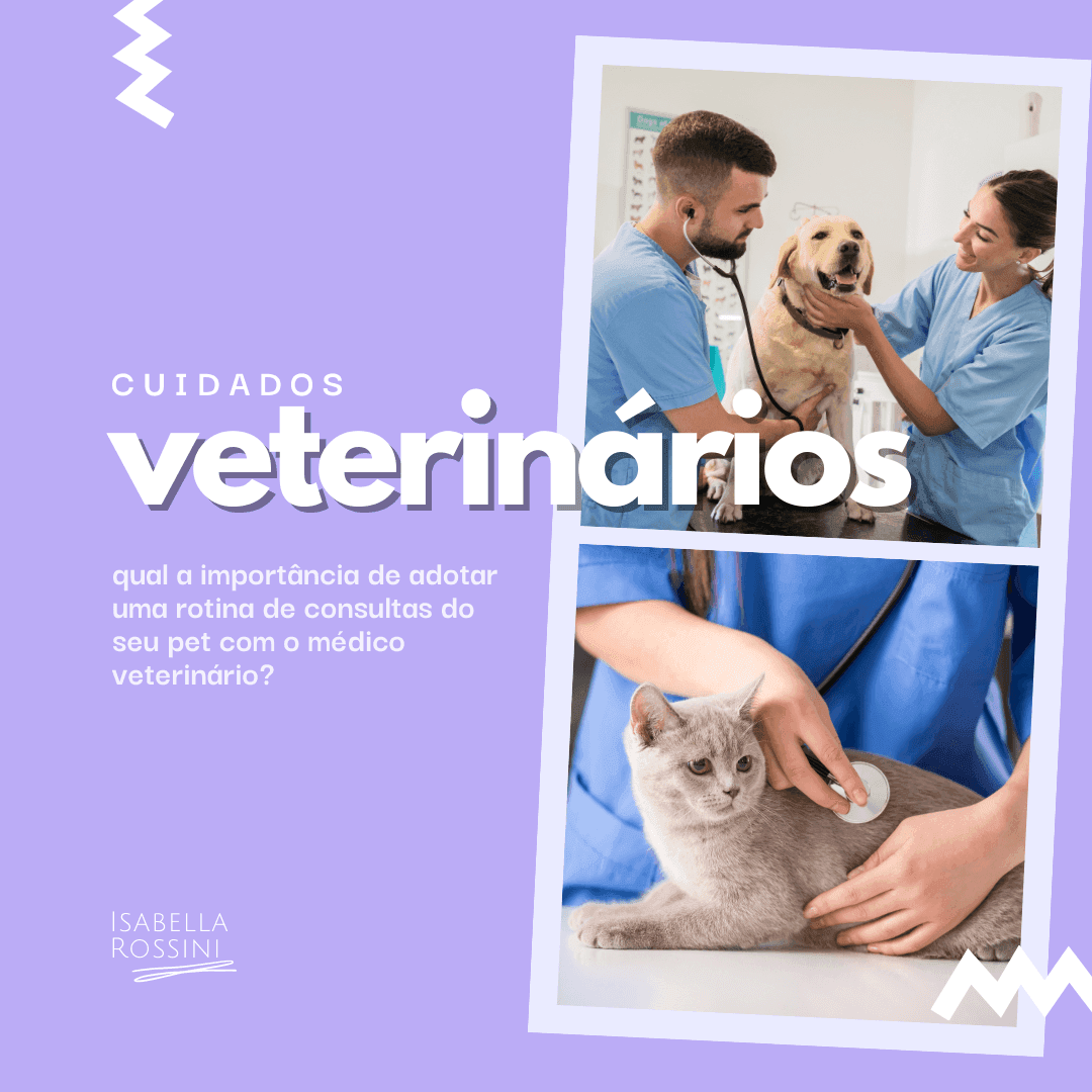 Principais cuidados veterinários
