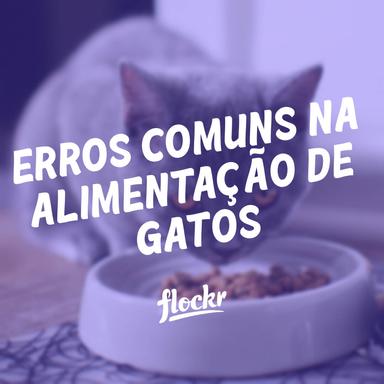 Erros Comuns na Alimentação de Gatos: Como Garantir uma Dieta Saudável para seu Felino