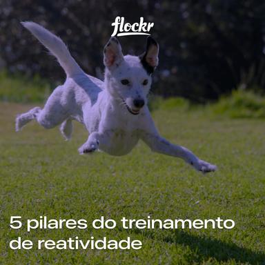 5 pilares do treinamento de reatividade