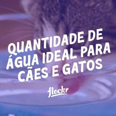 Quantidade de Água Ideal para Cães e Gatos