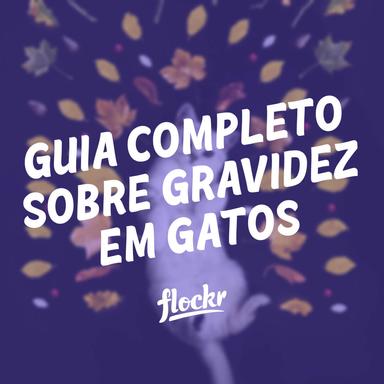 Gravidez de Gatos: Tudo que você precisa saber