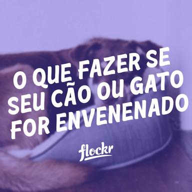 O que fazer se seu cão ou gato for envenenado