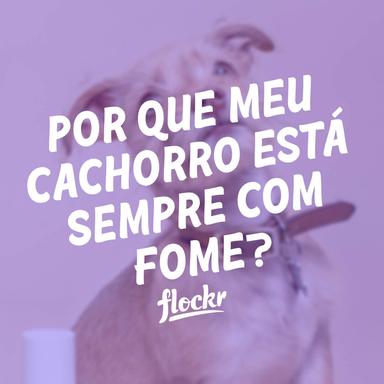 Por Que Meu Cachorro Está Sempre Com Fome? Desvendando os Segredos do Apetite Canino