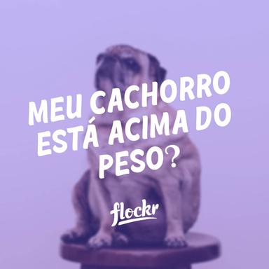 Meu Cachorro Está Acima do Peso? Sinais, Riscos e Estratégias para uma Vida Mais Saudável