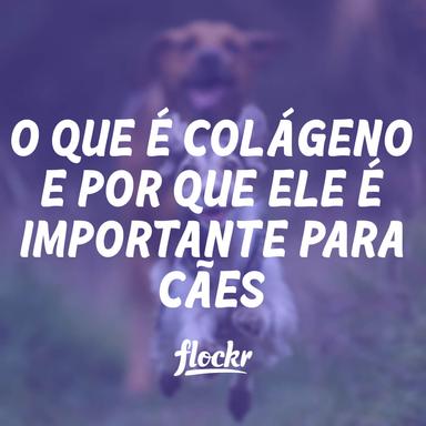O Que é Colágeno e Por Que Ele é Importante para Cães?