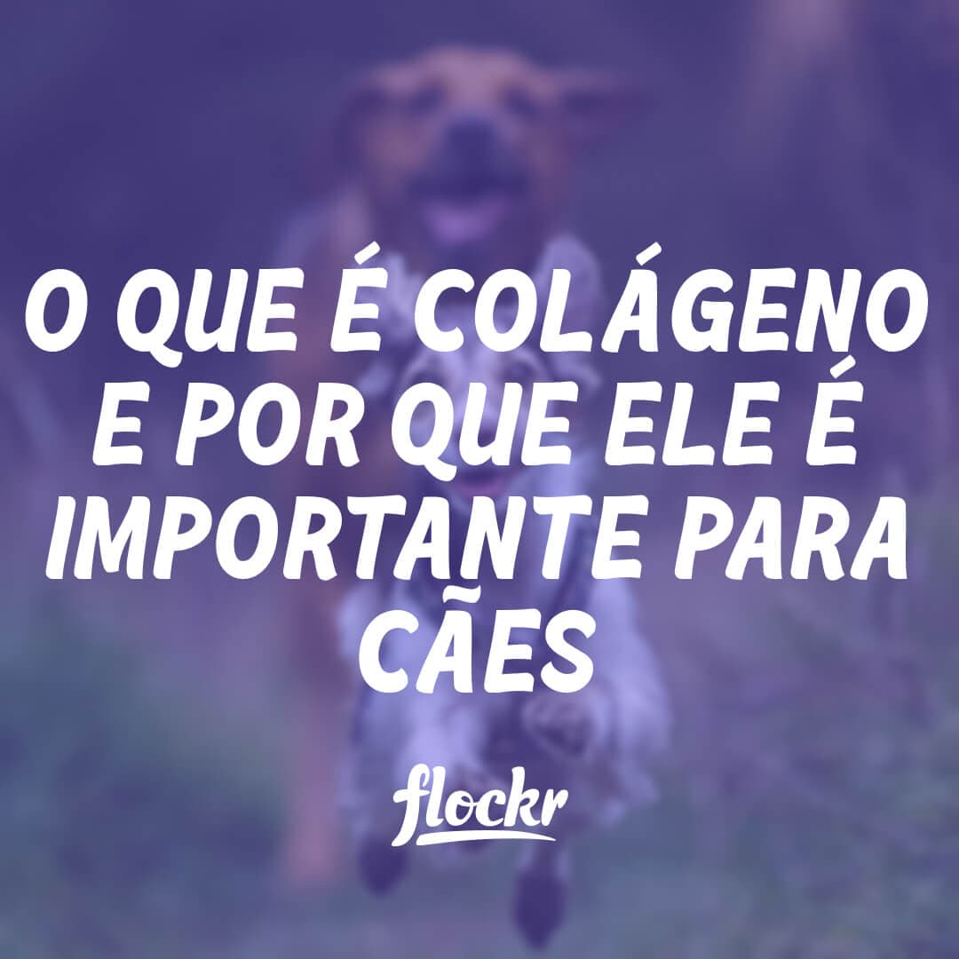 O Que é Colágeno e Por Que Ele é Importante para Cães?