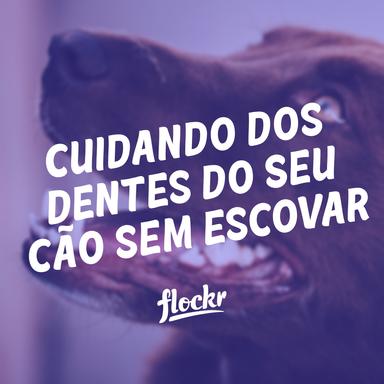 Cuidando dos Dentes do Seu Cão sem Escovar: Estratégias Eficazes para uma Saúde Bucal Canina