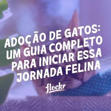 Adoção de Gatos: Um Guia Completo para Iniciar essa Jornada Felina