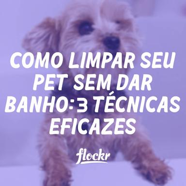 Como limpar seu pet sem dar banho: 3 Técnicas Eficazes