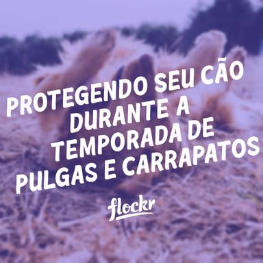 Protegendo Seu Cão Durante a Temporada de Pulgas e Carrapatos
