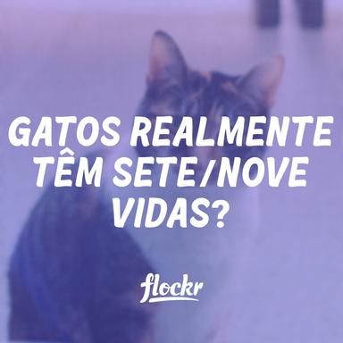Os gatos realmente têm sete (7) ou nove (9) vidas?