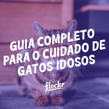 Guia Completo para o Cuidado de Gatos Idosos: Promovendo uma Vida Plena na Terceira Idade