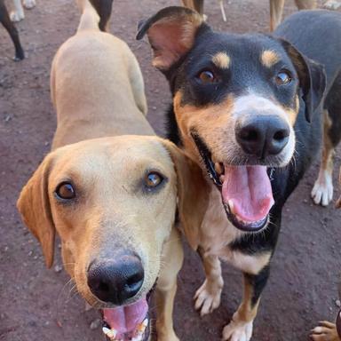 Conheça a ONG: Casa dos Anjos