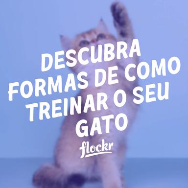 Descubra formas de como treinar o seu gato