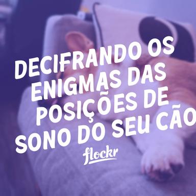 Decifrando os Enigmas das Posições de Sono do Seu Cão: O que Elas Dizem sobre o Estado de Espírito e Saúde?