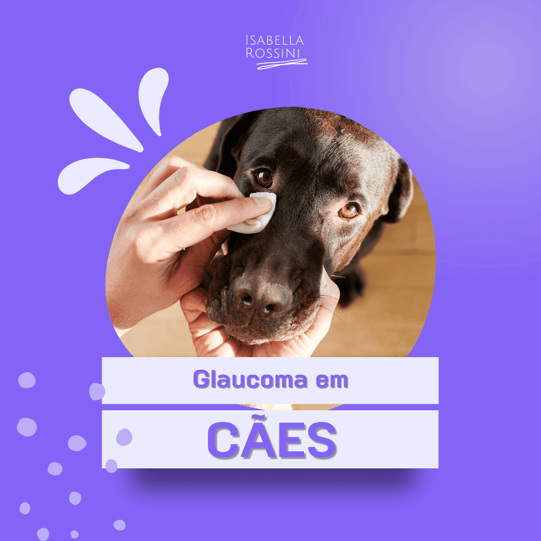 O que é o glaucoma em cães? Saiba mais sobre essa doença!