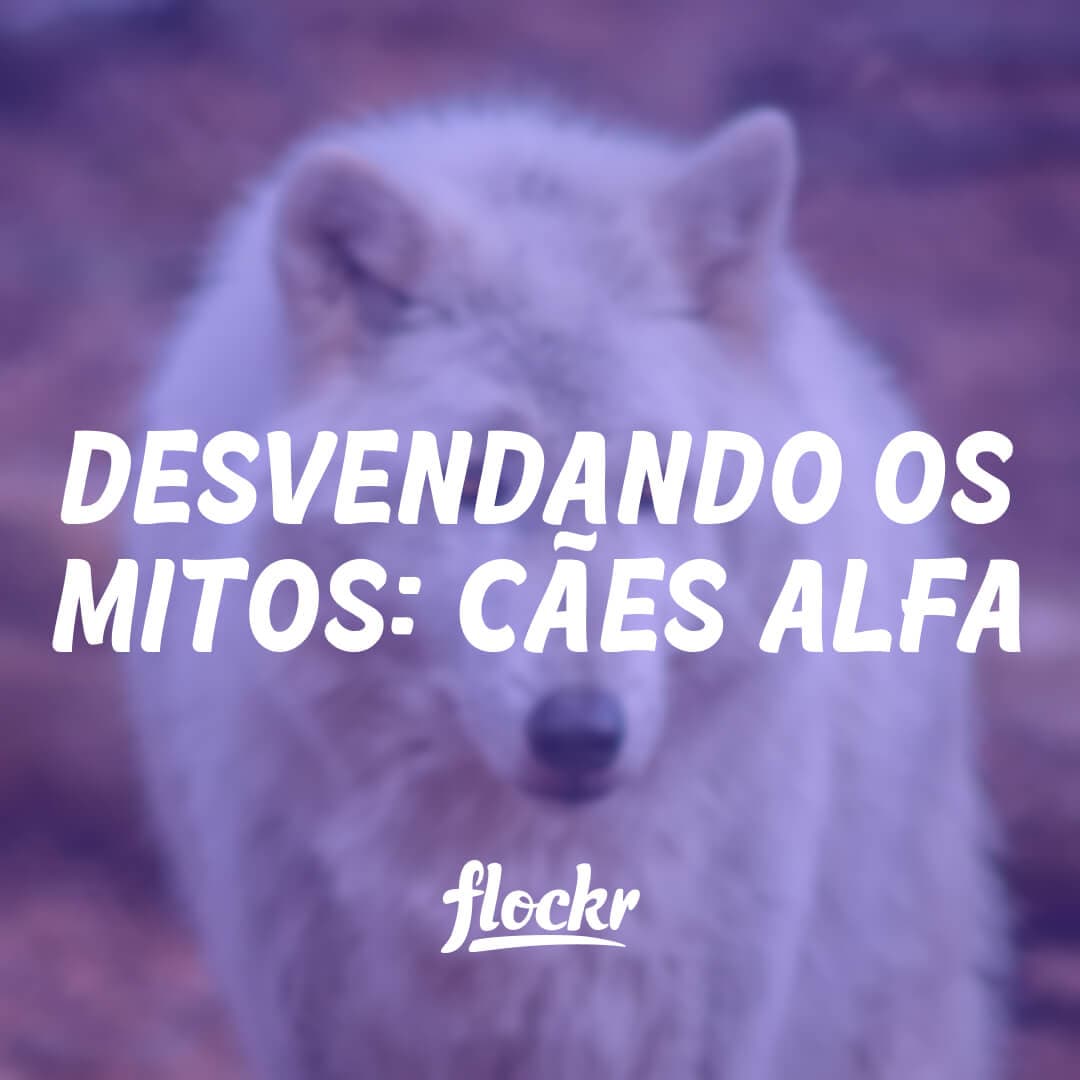 Desvendando os Mitos: Cães Alfa